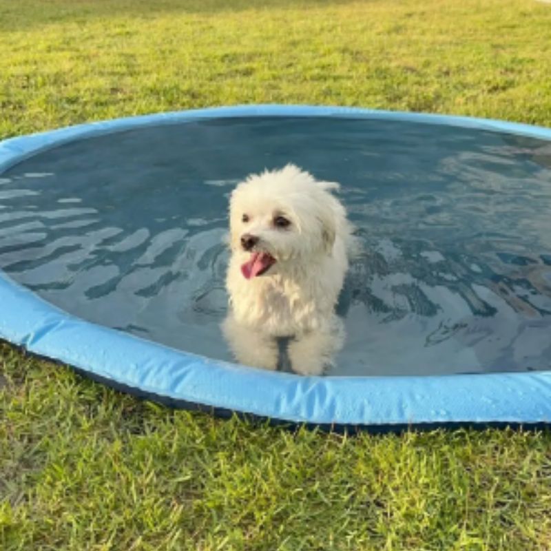 Piscina Jato de Água para Pets