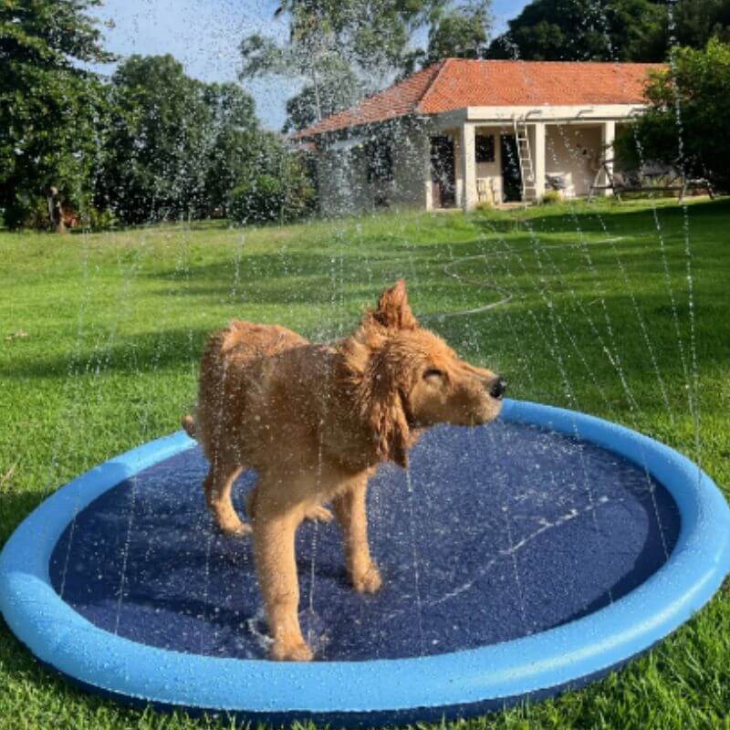 Piscina Jato de Água para Pets