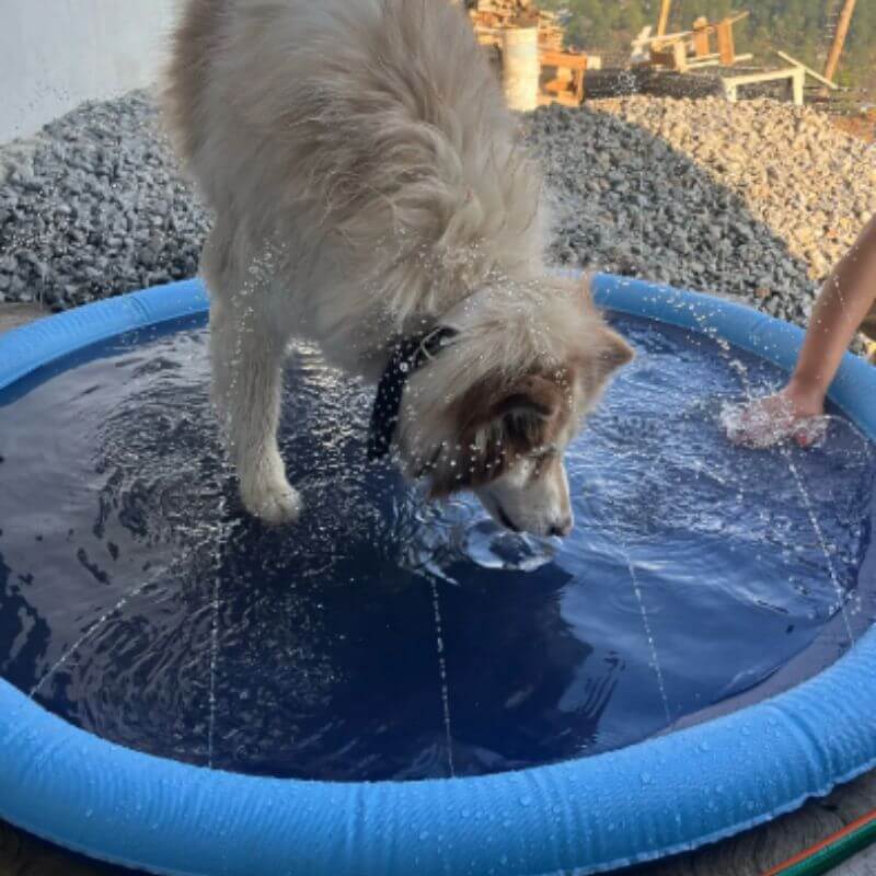 Piscina Jato de Água para Pets